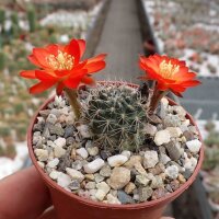 Rebutia steinmannii v. potosina EH 10059
