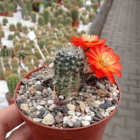 Rebutia steinmannii v. potosina EH 10059