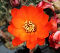Rebutia steinmannii v. potosina EH 10059
