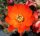 Rebutia steinmannii v. potosina EH 10059