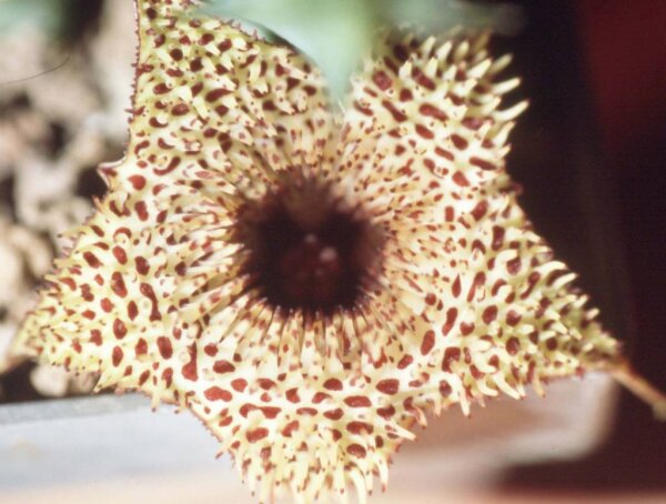 Huernia boleana