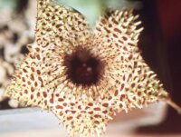 Huernia boleana