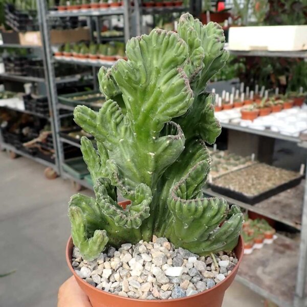 Stapelia leendertziae cristata