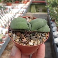 Gasteria glomerata forma HB