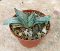 Gasteria aff. Iso Hatsu