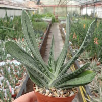 Gasteria cv. Silver Dragon