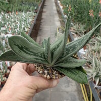 Gasteria cv. Silver Dragon