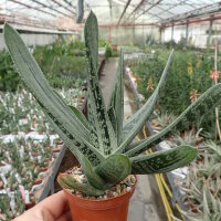 Gasteria cv. Silver Dragon
