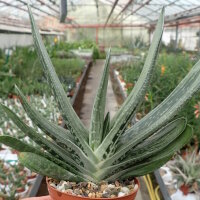 Gasteria cv. Silver Dragon