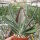Gasteria cv. Silver Dragon