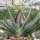 Gasteria cv. Silver Dragon
