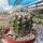 Notocactus arachnitis v. minor BOS 034