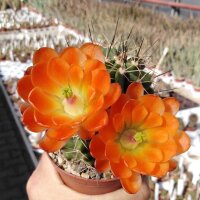 Echinocereus x lloydii BW 105
