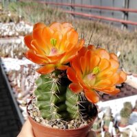 Echinocereus x lloydii BW 105