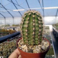 Echinocereus x lloydii BW 105