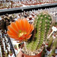 Echinocereus x lloydii BW 105