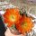 Echinocereus x lloydii BW 105