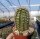 Echinocereus x lloydii BW 105