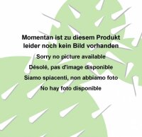 Epiphyllum-Hybr. Anton Günther