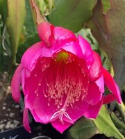 Epiphyllum-Hybr. Anton Günther