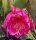 Epiphyllum-Hybr. Anton Günther
