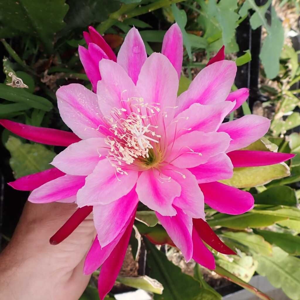Epiphyllum-Hybr. Frau H.M. Wegener oder Blattkaktus Phyllocactus | Bl