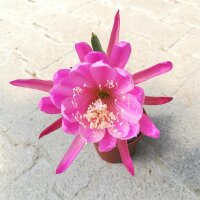 Epiphyllum-Hybr. Frau H.M. Wegener