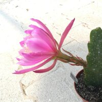 Epiphyllum-Hybr. Frau H.M. Wegener