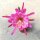 Epiphyllum-Hybr. Frau H.M. Wegener