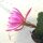Epiphyllum-Hybr. Frau H.M. Wegener