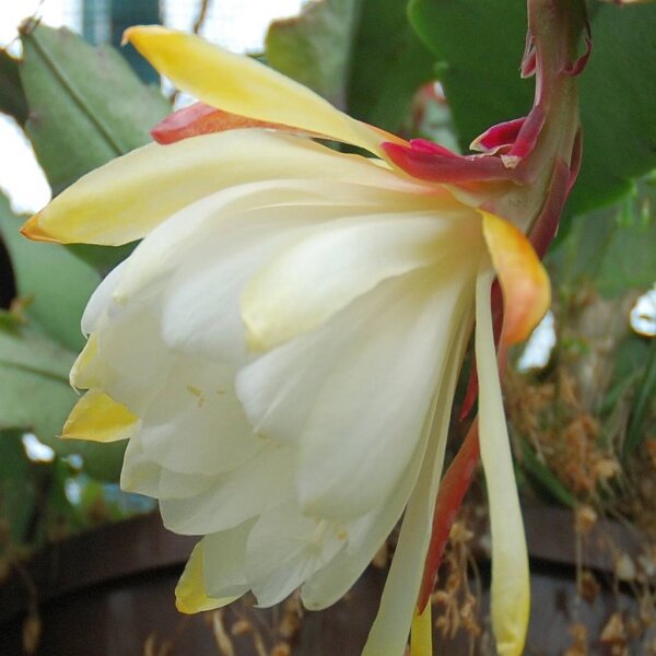 Epiphyllum-Hybr. Kiwi Honey Dew