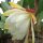 Epiphyllum-Hybr. Kiwi Honey Dew