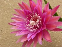 Epiphyllum-Hybr. Kiwi Razzle Dazzle