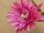 Epiphyllum-Hybr. Kiwi Razzle Dazzle
