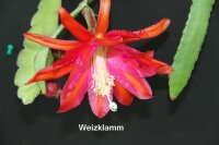 Epiphyllum-Hybr. Weizklamm