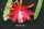 Epiphyllum-Hybr. Weizklamm