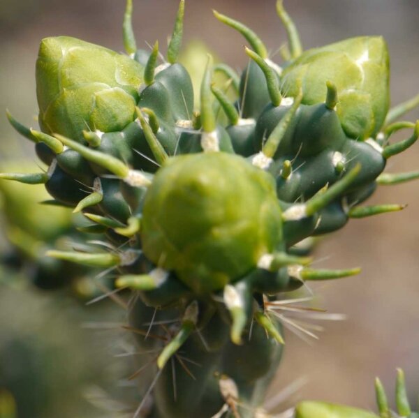 Cylindropuntia imbricata cv. White Tower (dw)