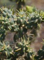 Cylindropuntia imbricata cv. White Tower (dw)