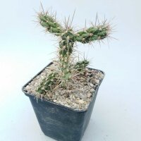 Cylindropuntia imbricata cv. White Tower (dw)