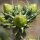 Cylindropuntia imbricata cv. White Tower (dw)