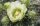 Cylindropuntia imbricata cv. White Tower (dw)