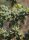 Cylindropuntia imbricata cv. White Tower (dw)