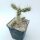 Cylindropuntia imbricata cv. White Tower (dw)