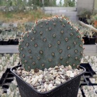 Opuntia basilaris cv. Moab (dw)