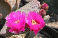 Opuntia basilaris cv. Moab (dw)