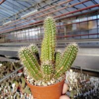 Echinocereus ortegae San Rafael, Sonora, Mx