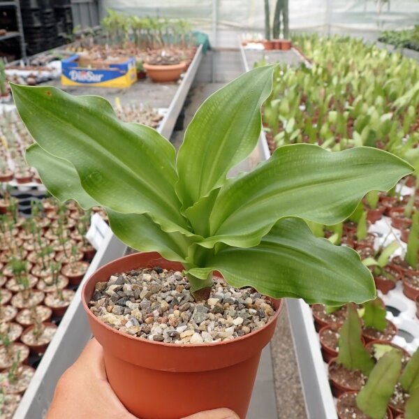 Scadoxus multiflorus ssp. katheriane RSA und Namibia