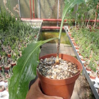 Scadoxus multiflorus ssp. katheriane RSA und Namibia
