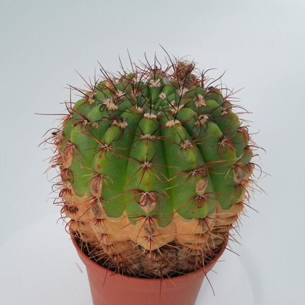 Notocactus incomptus Nova Palma, Rio Jacui, RGDS