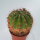 Notocactus incomptus Nova Palma, Rio Jacui, RGDS